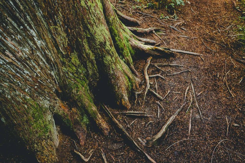 Alt Text: Mount Revelstoke, Revelstoke National Park, British Columbia, Canada,  Photography, Travel,  Giant Cedars Boardwalk